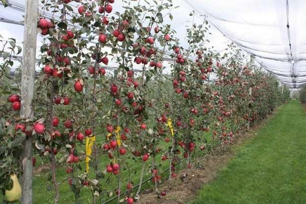 dwarf rootstock