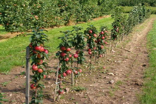 desventajas de variedad