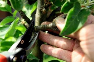 Comment tailler correctement un pommier en forme de colonne en été, printemps et automne, formation et entretien