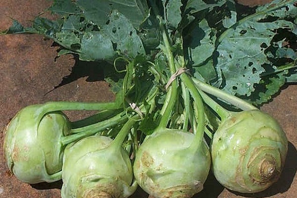 คุณสมบัติของ Kohlrabi