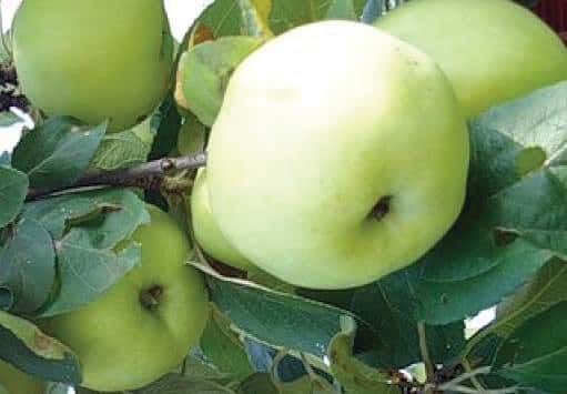 árbol de manzana