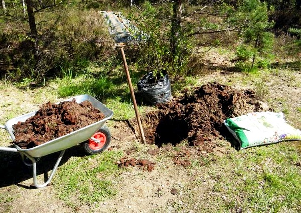 plantar un árbol