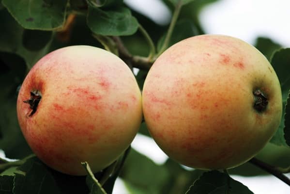 fruits de la variété Kutuzovets