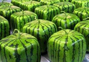 The technology of growing square watermelons with your own hands at home