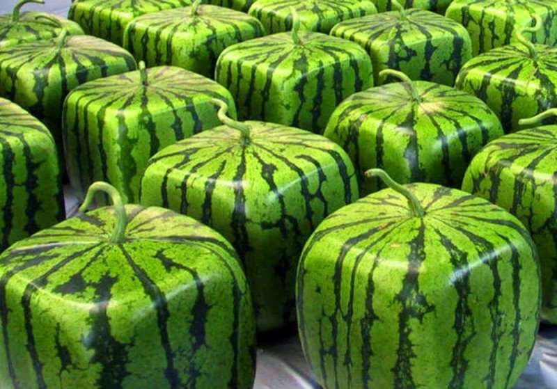 square watermelon