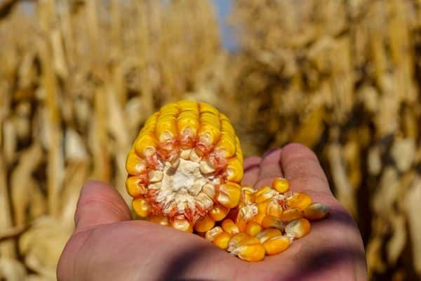 jagung dari Limagrain Groupe