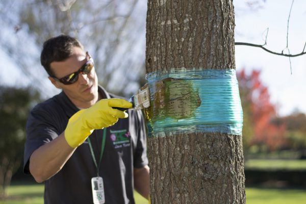 le processus de fabrication d'une ceinture de capture pour un pommier