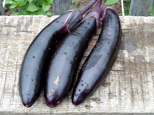 Lolita eggplant