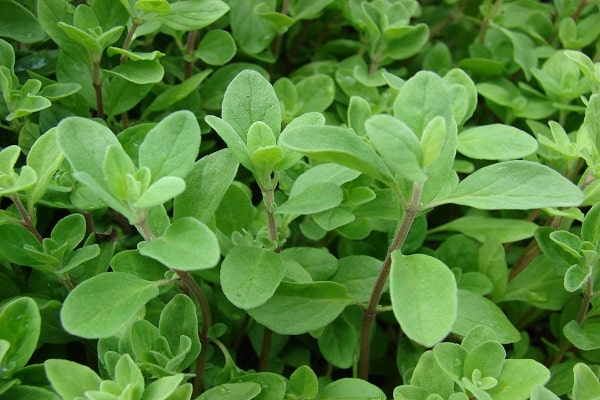 marjoram from seeds