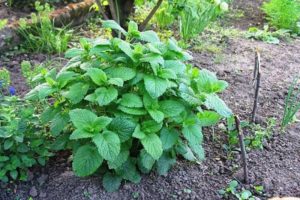 Growing marjoram from seeds in the open field, planting and care, how to dry a plant