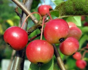 Description of the features of ripening and fruiting of the ornamental apple tree Ola