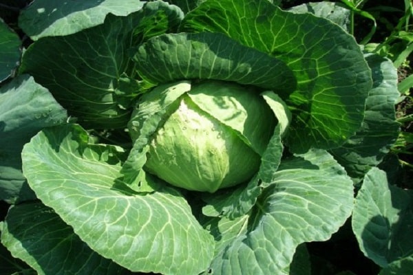 The benefits of cabbage