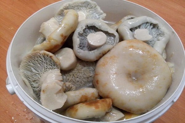 champignons au lait mariné