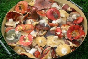 12 recetas sencillas para hacer russula en escabeche para el invierno en casa