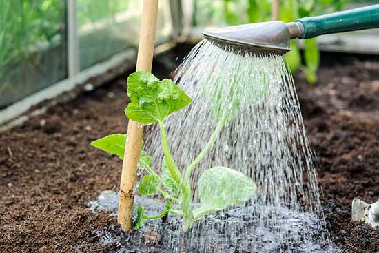 watering watermelon