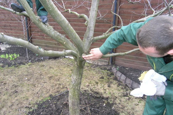 dwarf apple trees