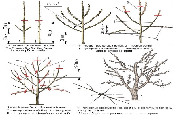 Comment tailler les pommiers nains: méthodes de formation de base au printemps, en été et en automne