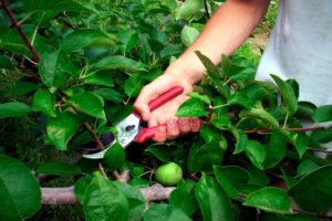 How to prune dwarf apple trees: basic formation methods in spring, summer and autumn