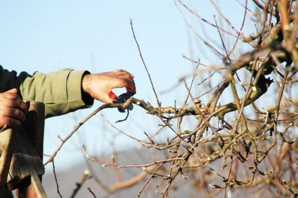 growth of branches