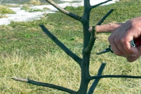 pruning a columnar apple tree in the garden