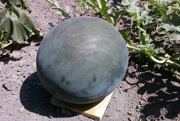 Sandía de la variedad Ogonyok en campo abierto