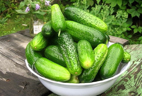 fresh cucumbers