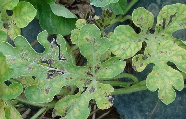 Leaf rust