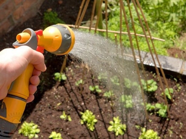 watering the beans