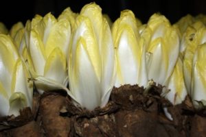 Varieties and types of chicory, their description, useful properties and application