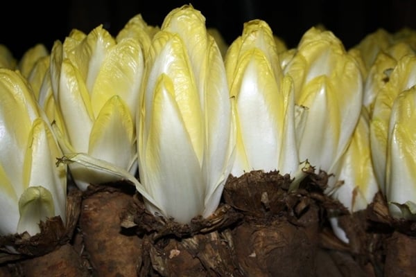 Chicory Vitluf-salad