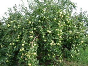 In welke regio's is het beter om een ​​struikappelboom van de Crumb-variëteit te laten groeien, beschrijving en beoordelingen van tuinders