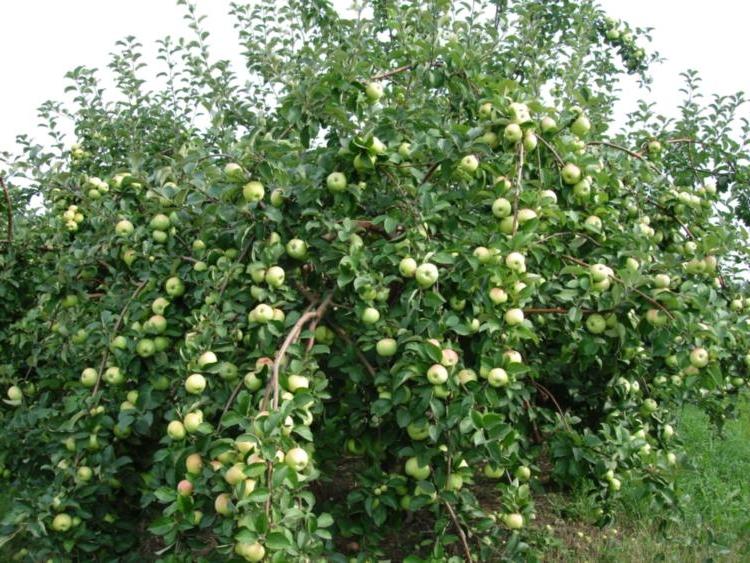 árbol de manzana