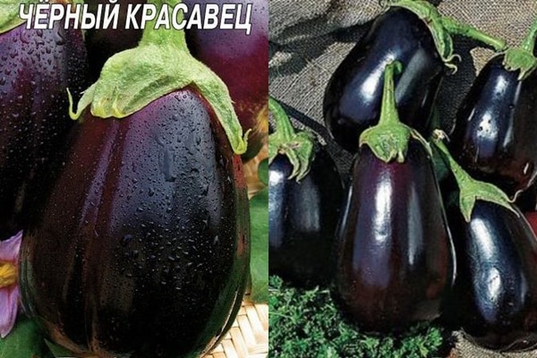 eggplant variety Black handsome