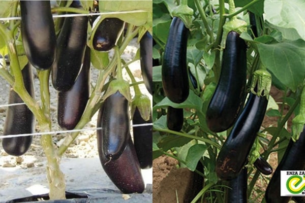 apparence d'aubergine destan