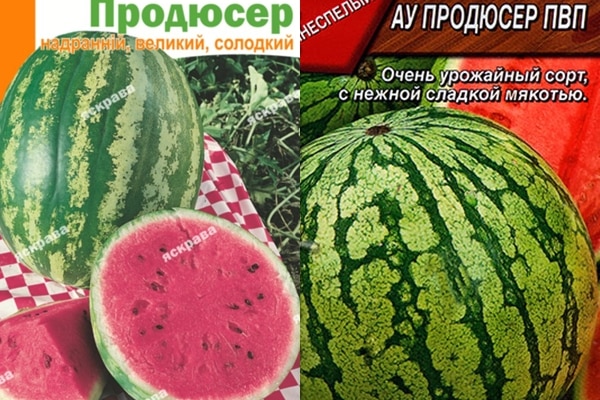 watermelon seeds producer