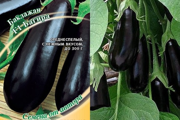 graines d'aubergine bagheera