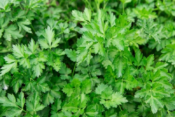 parsley for the winter