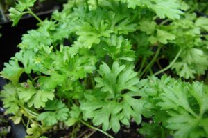 TOP 10 best recipes for preparing parsley for the winter at home with and without freezing