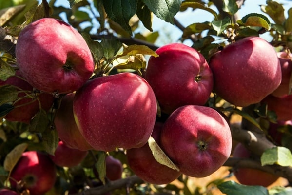 variétés de pommiers Almaatinsky