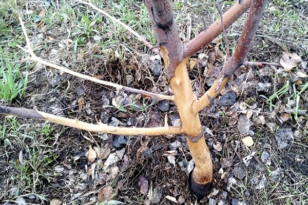 whitewash apple trees