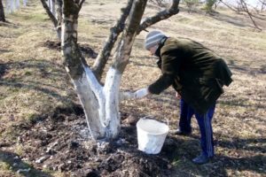 When and what is the best way to whitewash apple trees - in spring, summer or autumn, we use chalk and lime