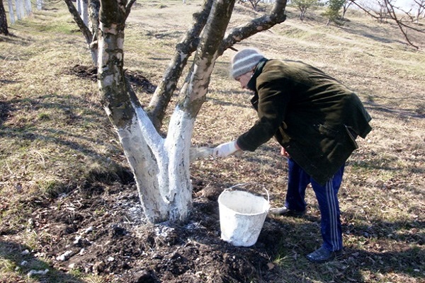 les arbres n'étaient pas peints