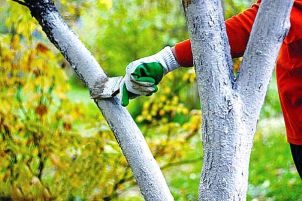 preparar el árbol