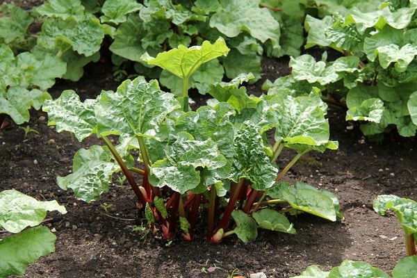 rhubarb pests