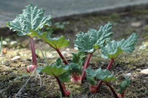 Pourquoi les feuilles de rhubarbe deviennent rouges: maladies et ravageurs et comment s'en débarrasser