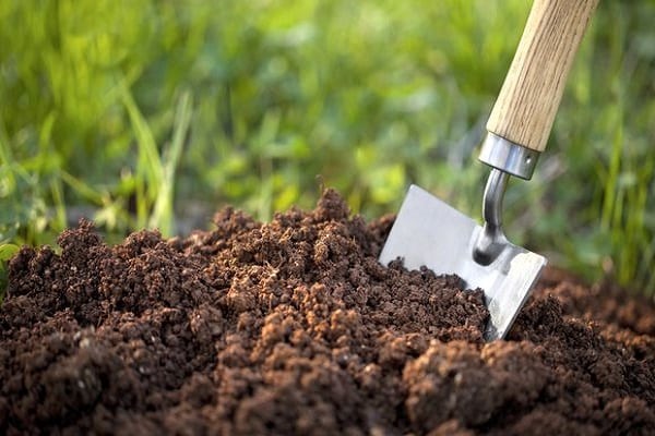 tukang kebun yang tidak berpengalaman