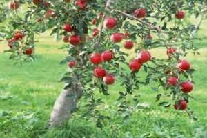 Selection of the optimal soil for planting an apple tree: we determine the acidity and alkalinity, what kind of soil is needed