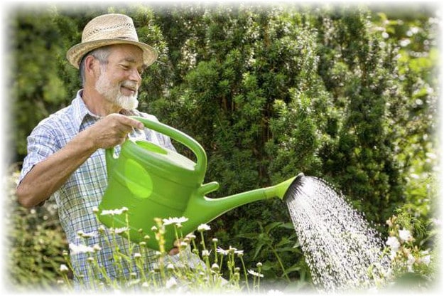 watering watermelon