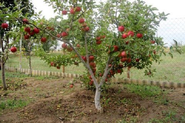 semi-dwarf apple trees