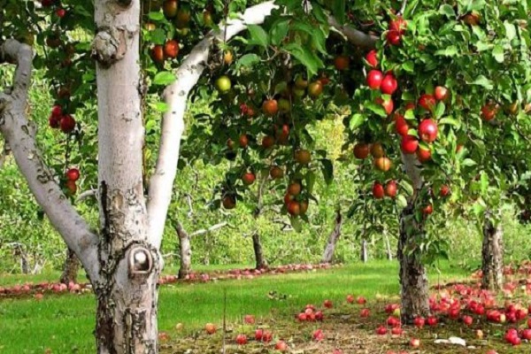 regular apple tree